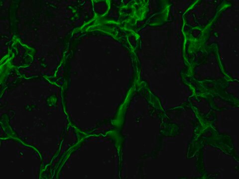 Anti-Vimentin antibody produced in goat whole antiserum