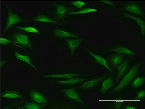 Monoclonal Anti-ALOX15B antibody produced in mouse clone 4A7, purified immunoglobulin, buffered aqueous solution