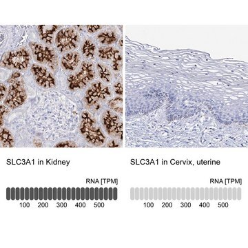 Anti-SLC3A1 antibody produced in rabbit Prestige Antibodies&#174; Powered by Atlas Antibodies, affinity isolated antibody, buffered aqueous glycerol solution