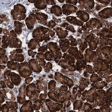 Anti-TMEM205 antibody produced in rabbit Prestige Antibodies&#174; Powered by Atlas Antibodies, affinity isolated antibody, buffered aqueous glycerol solution