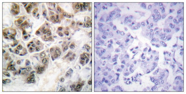 Anti-Histone H3.3 antibody produced in rabbit affinity isolated antibody