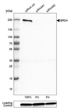 Monoclonal Anti-BRD4 antibody produced in mouse Prestige Antibodies&#174; Powered by Atlas Antibodies, clone CL1115, purified immunoglobulin, buffered aqueous glycerol solution