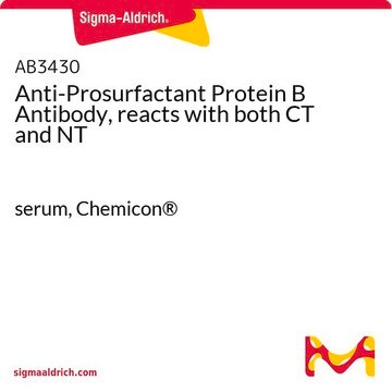 Anti-Prosurfactant Protein B Antibody, reacts with both CT and NT serum, Chemicon&#174;