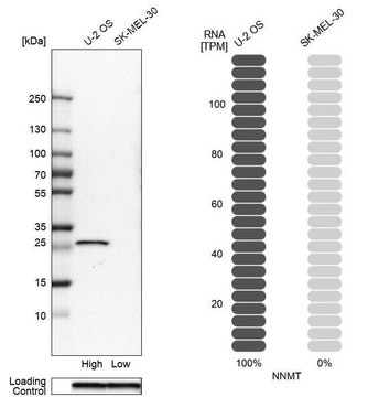 Anti-NNMT antibody produced in rabbit Prestige Antibodies&#174; Powered by Atlas Antibodies, affinity isolated antibody, buffered aqueous glycerol solution