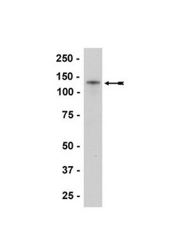 Anti-N-Cadherin Antibody, clone 13A9 culture supernatant, clone 13A9, Upstate&#174;