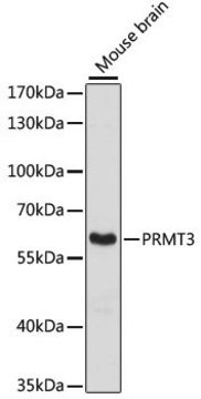 Anti- PRMT3 antibody produced in rabbit