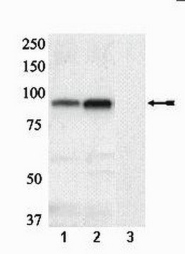 Anti-phospho-Glycogen Synthase(Ser641/Ser645) Antibody Upstate&#174;, from rabbit