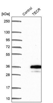 Anti-TECR antibody produced in rabbit Prestige Antibodies&#174; Powered by Atlas Antibodies, affinity isolated antibody, buffered aqueous glycerol solution