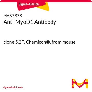 Anti-MyoD1 Antibody clone 5.2F, Chemicon&#174;, from mouse