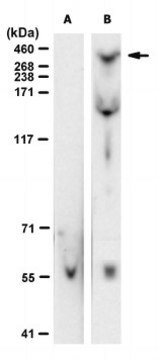 Anti-Dystrophin MANEX4850E Antibody, clone 8C5