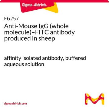 Anti-Mouse IgG (whole molecule)–FITC antibody produced in sheep affinity isolated antibody, buffered aqueous solution