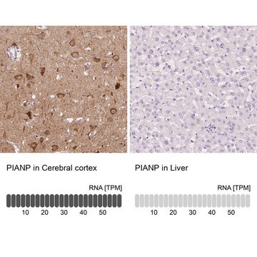 Anti-PIANP antibody produced in rabbit Prestige Antibodies&#174; Powered by Atlas Antibodies, affinity isolated antibody, buffered aqueous glycerol solution