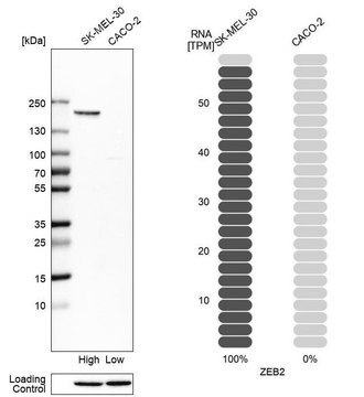 Anti-ZEB2 antibody produced in rabbit Prestige Antibodies&#174; Powered by Atlas Antibodies, affinity isolated antibody, buffered aqueous glycerol solution