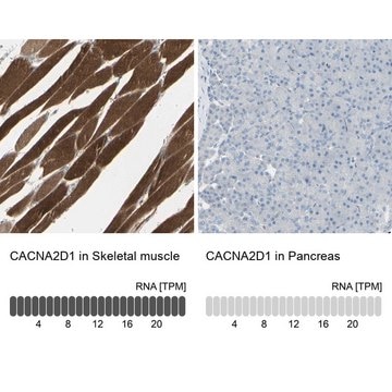 Anti-CACNA2D1 antibody produced in rabbit Prestige Antibodies&#174; Powered by Atlas Antibodies, affinity isolated antibody, buffered aqueous glycerol solution