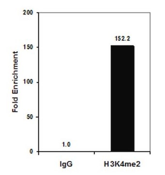 Anti-Dimethyl Histone H3 (Lys4) Antibody, clone CMA303 clone CMA303, from mouse