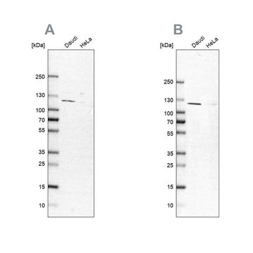 Anti-LEMD3 antibody produced in rabbit Prestige Antibodies&#174; Powered by Atlas Antibodies, affinity isolated antibody, buffered aqueous glycerol solution