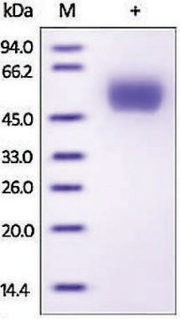 ApoJ/Clusterin human recombinant, expressed in HEK 293 cells, &#8805;92% (SDS-PAGE)