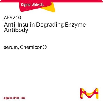 Anti-Insulin Degrading Enzyme Antibody serum, Chemicon&#174;