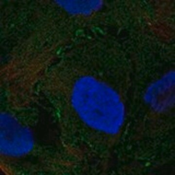 Anti-NMUR2 antibody produced in rabbit Prestige Antibodies&#174; Powered by Atlas Antibodies, affinity isolated antibody, buffered aqueous glycerol solution