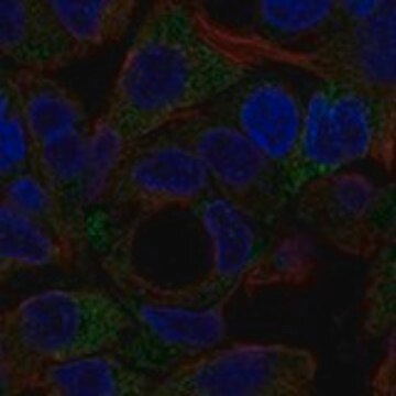 Anti-NOTUM antibody produced in rabbit Prestige Antibodies&#174; Powered by Atlas Antibodies, affinity isolated antibody, buffered aqueous glycerol solution