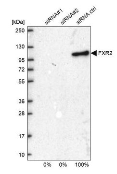 Anti-FXR2 antibody produced in rabbit Prestige Antibodies&#174; Powered by Atlas Antibodies, affinity isolated antibody, buffered aqueous glycerol solution