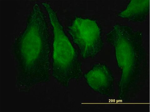 Monoclonal Anti-CAMK2B antibody produced in mouse clone 6D6, purified immunoglobulin, buffered aqueous solution