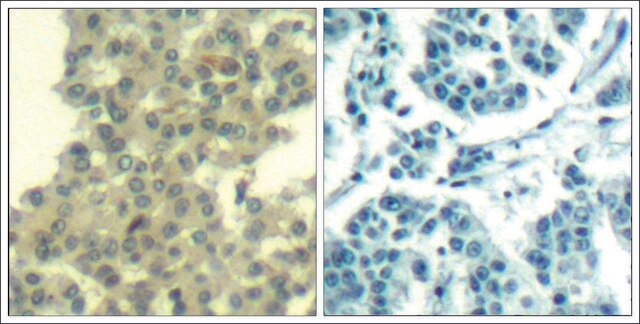 Anti-ERBB3 (Ab-1328) antibody produced in rabbit affinity isolated antibody