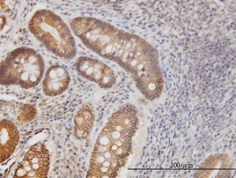 Monoclonal Anti-NPR2 antibody produced in mouse clone 2A6, purified immunoglobulin, buffered aqueous solution