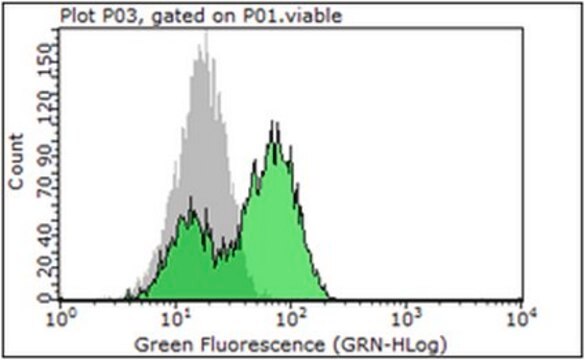 Anti-PSMA Antibody, clone 3/A12 clone 3/A12, from mouse