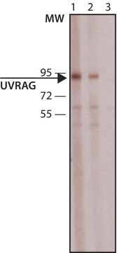 Anti-UVRAG antibody produced in rabbit ~1&#160;mg/mL, affinity isolated antibody, buffered aqueous solution