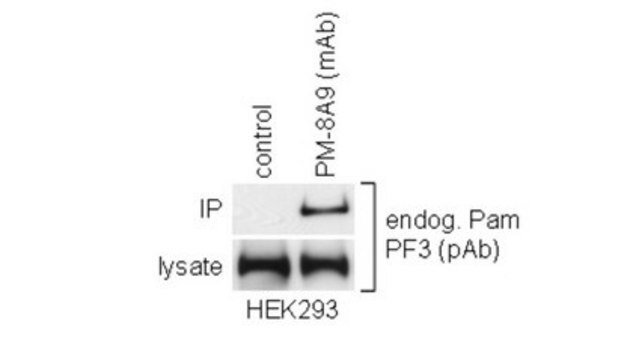 Anti-MYCBP2 Antibody, clone PM-8A9 clone PM-8A9, from mouse