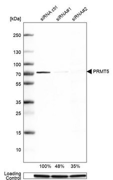 Anti-PRMT5 antibody produced in rabbit Prestige Antibodies&#174; Powered by Atlas Antibodies, affinity isolated antibody, buffered aqueous glycerol solution