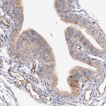 Anti-NELL2 antibody produced in rabbit Prestige Antibodies&#174; Powered by Atlas Antibodies, affinity isolated antibody, buffered aqueous glycerol solution