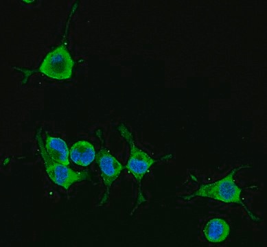 Anti-Alzheimer Precursor Protein A4 Antibody, clone 22C11, Alexa488 Conj. clone 22C11, from mouse, ALEXA FLUOR&#8482; 488