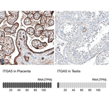 Monoclonal Anti-ITGA5 antibody produced in mouse Prestige Antibodies&#174; Powered by Atlas Antibodies, clone CL6940, purified immunoglobulin, buffered aqueous glycerol solution