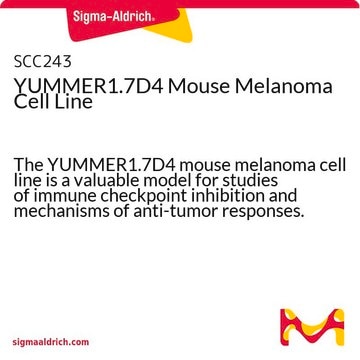 YUMMER1.7D4 Mouse Melanoma Cell Line The YUMMER1.7D4 mouse melanoma cell line is a valuable model for studies of immune checkpoint inhibition and mechanisms of anti-tumor responses.