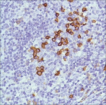 Anti-CD38 antibody, Rabbit monoclonal clone SP149, recombinant, expressed in proprietary host, tissue culture supernatant