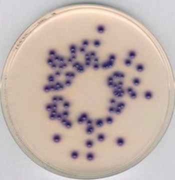 Coliform ChromoSelect Agar NutriSelect&#174; Plus, suitable for microbiology