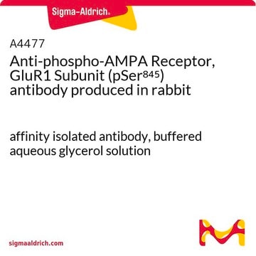 Anti-phospho-AMPA Receptor, GluR1 Subunit (pSer845) antibody produced in rabbit affinity isolated antibody, buffered aqueous glycerol solution