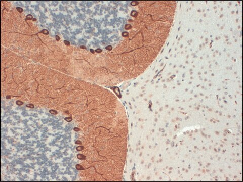 Monoclonal Anti-ITPR1 antibody produced in mouse clone S24-18, 1&#160;mg/mL, purified immunoglobulin