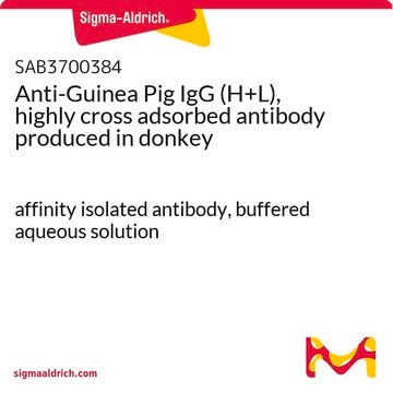 Anti-Guinea Pig IgG (H+L), highly cross adsorbed antibody produced in donkey affinity isolated antibody, buffered aqueous solution