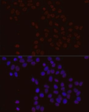 Anti-Phospho-BCL2-S70 antibody produced in rabbit