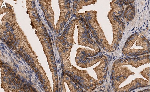 Anti-PRAS40 Antibody, clone 3C16 ZooMAb&#174; Rabbit Monoclonal recombinant, expressed in HEK 293 cells