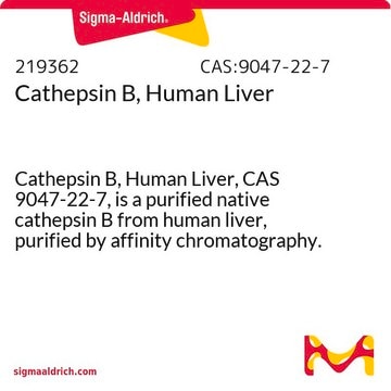 Cathepsin B, Human Liver Cathepsin B, Human Liver, CAS 9047-22-7, is a purified native cathepsin B from human liver, purified by affinity chromatography. Upregulated in many types of tumors.