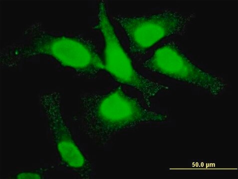 ANTI-TOP3B antibody produced in mouse clone 4H7, purified immunoglobulin, buffered aqueous solution