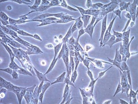 CT-2A Mouse Glioma Cell Line CT-2A mouse glioma cell line is a valuable mouse model for therapeutic research on brain malignancies.