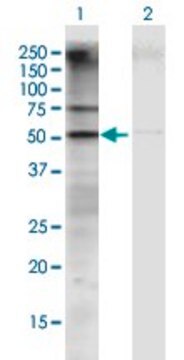 Anti-GATM antibody produced in mouse IgG fraction of antiserum, buffered aqueous solution