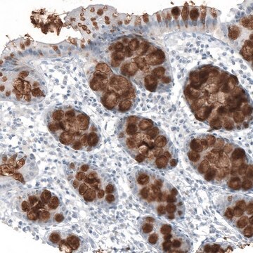 Monoclonal Anti-MUC2 antibody produced in mouse Prestige Antibodies&#174; Powered by Atlas Antibodies, clone CL9148, purified immunoglobulin, buffered aqueous glycerol solution