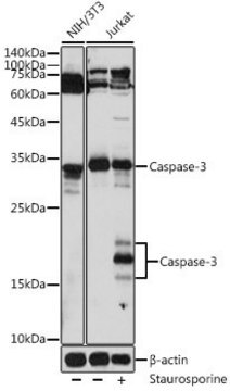 Anti- Caspase-3 antibody produced in rabbit