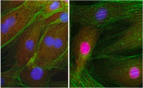 Anti-NRF-1 Antibody from rabbit